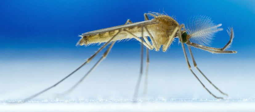 Mosquitoes Can Detect Carbon Dioxide From 75 Feet Away